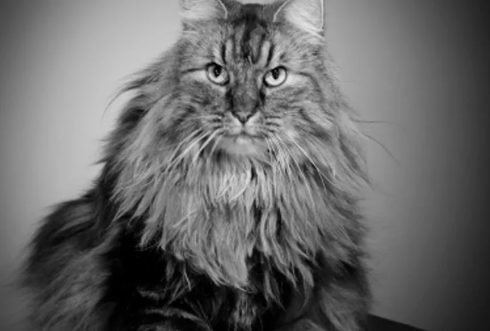 Journée de l’Animal : Studio Harcourt x Mairie 16ᵉ